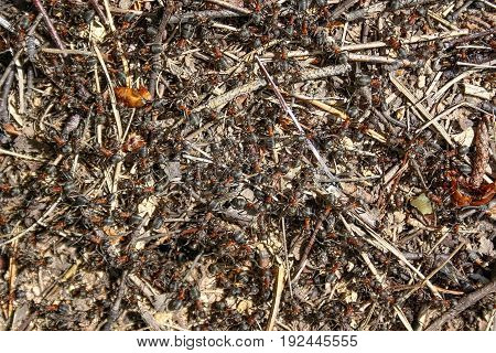 Red Forest Ants Close-up