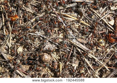 Red forest ants close-up. Background of red ant colony.