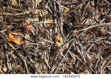 Red forest ants close-up. Background of red ant colony.