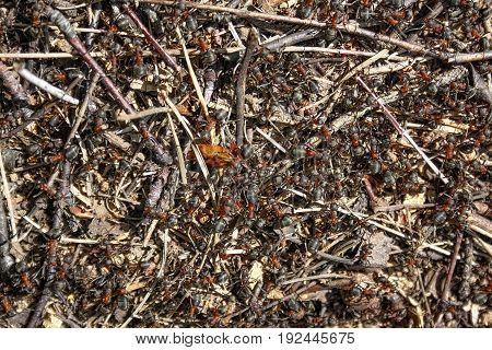 Red forest ants close-up. Background of red ant colony.