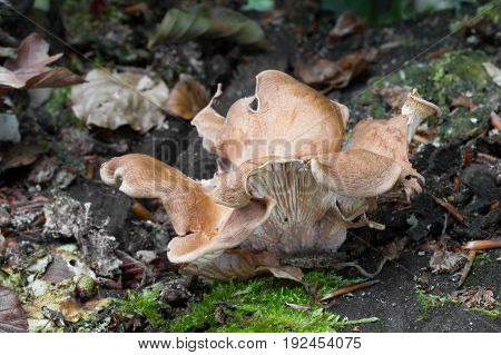 Panus conchatus Mushroom shot in the Czech Republic, Europe