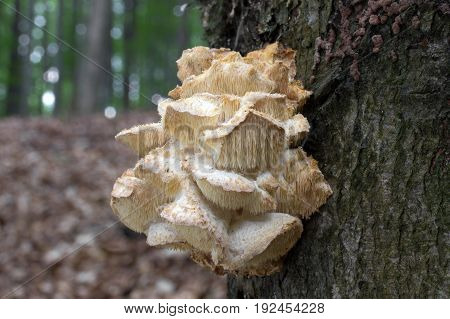 Hericium cirrhatum very rare Mushroom shot in the Czech Republic, Europe