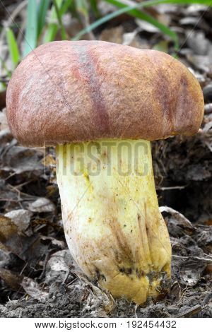 Boletus appendiculatus rare Mushroom shot in the Czech Republic, Europe
