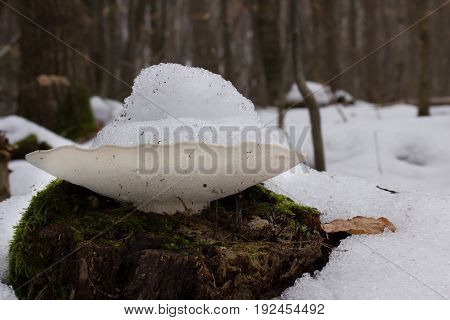 Mushroom shot in the Czech Republic, Europe