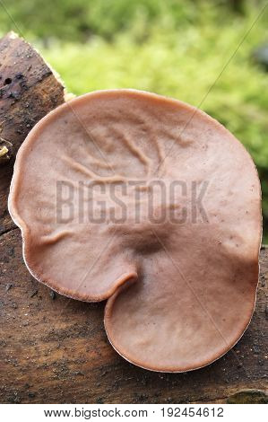 Auricularia auricula-judae Mushroom shot in the Czech Republic, Europe