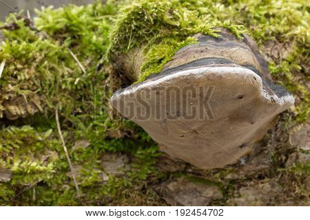 Fomes fomentarius Mushroom shot in the Czech Republic, Europe