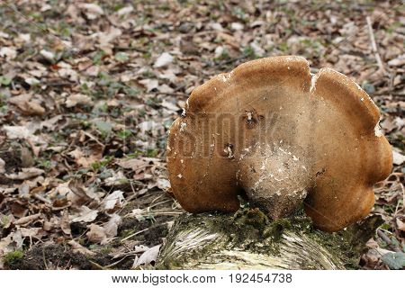 Piptoporus betulinus Mushroom shot in the Czech Republic, Europe