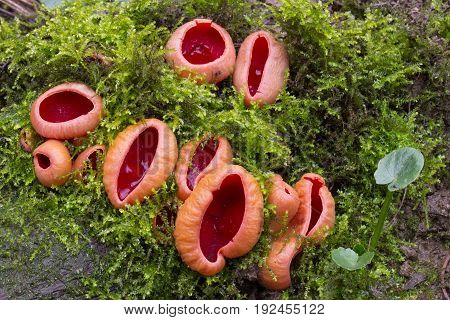 Mushroom shot in the Czech Republic, Europe