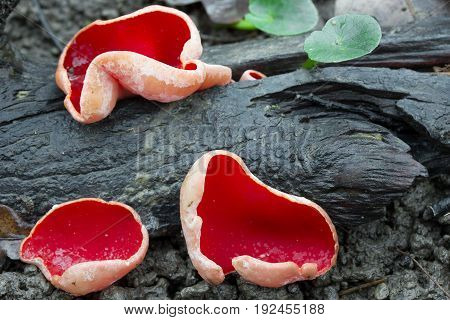 Sarcoscypha austriaca rare spring mushroom shot in the Czech Republic, Europe