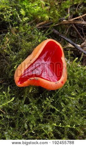 Sarcoscypha austriaca spring rare mushroom, shot in the Czech Republic, Europe