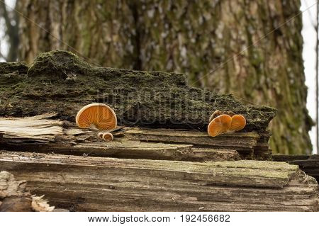 Rickenella fibula mushroom, shot in the Czech Republic, Europe