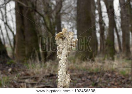 Irpex lacteus rare fungus, photographed in the Czech Republic, Europe