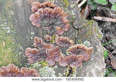 Rickenella fibula mushroom, shot in the Czech Republic, Europe