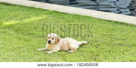 Golden retriever puppy on the green grass