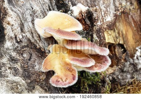 Panus neostrigosus Drechsler-Santos & Wartchow 2012 mushroom shot in the Czech Republic, Europe