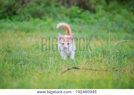a small domesticated carnivorous mammal with soft fur, a short snout, and retractile claws. It is widely kept as a pet or for catching mice, and many breeds have been developed.