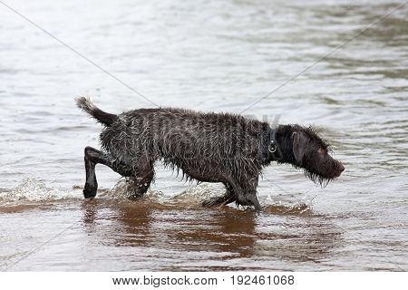 hunting dog german wirehaired pointer on the river during duck hunt