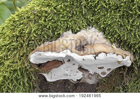 Ganoderma applanatum mushroom shot in the Czech Republic, Europe