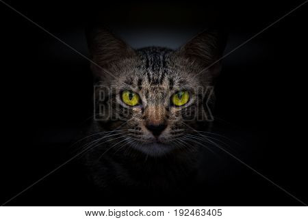 Cat in the dark night,yellow eyes of cat