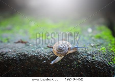 Garden small snail and light flare close up. Selective focus