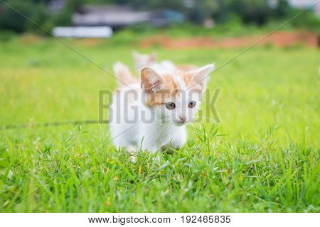 a small domesticated carnivorous mammal with soft fur, a short snout, and retractile claws. It is widely kept as a pet or for catching mice, and many breeds have been developed.