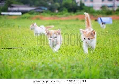a small domesticated carnivorous mammal with soft fur, a short snout, and retractile claws. It is widely kept as a pet or for catching mice, and many breeds have been developed.