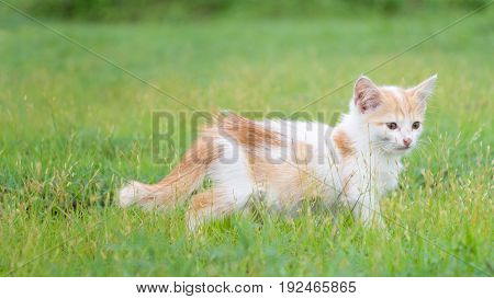 a small domesticated carnivorous mammal with soft fur, a short snout, and retractile claws. It is widely kept as a pet or for catching mice, and many breeds have been developed.