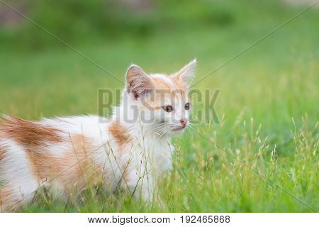 a small domesticated carnivorous mammal with soft fur, a short snout, and retractile claws. It is widely kept as a pet or for catching mice, and many breeds have been developed.