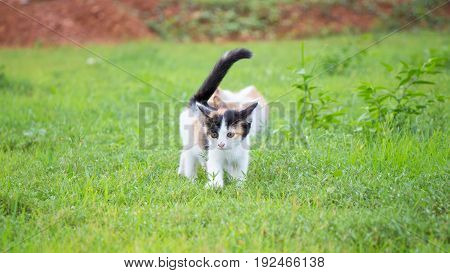 a small domesticated carnivorous mammal with soft fur, a short snout, and retractile claws. It is widely kept as a pet or for catching mice, and many breeds have been developed.