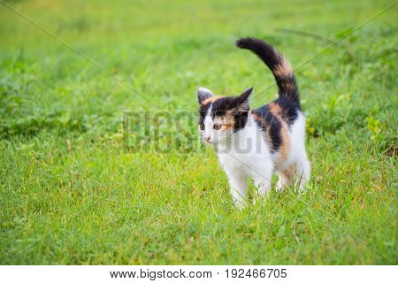 a small domesticated carnivorous mammal with soft fur, a short snout, and retractile claws. It is widely kept as a pet or for catching mice, and many breeds have been developed.