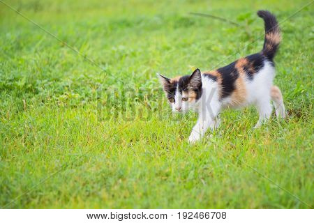 a small domesticated carnivorous mammal with soft fur, a short snout, and retractile claws. It is widely kept as a pet or for catching mice, and many breeds have been developed.
