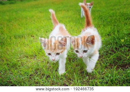 a small domesticated carnivorous mammal with soft fur, a short snout, and retractile claws. It is widely kept as a pet or for catching mice, and many breeds have been developed.