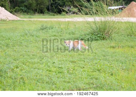 a small domesticated carnivorous mammal with soft fur, a short snout, and retractile claws. It is widely kept as a pet or for catching mice, and many breeds have been developed.