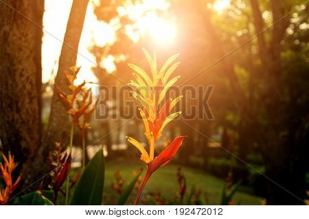 Bird Of Paradise Flower With Sunlight