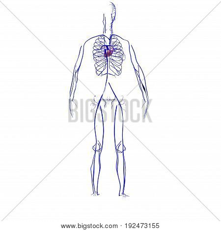 3d illustration of human body nerves anatomy .