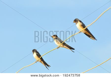 Swallows sitting on wires and rest against the blue sky. Swallow bird in natural habitat