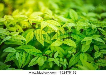 Green texture with sunlight in the morning,background of leaf
