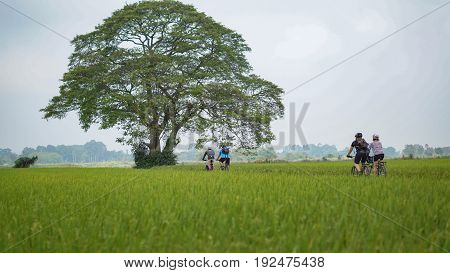 Life is like cycling bicycle. Big tree and rice fields.