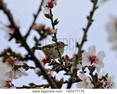 Small phylloscopus on almond tree in bloom