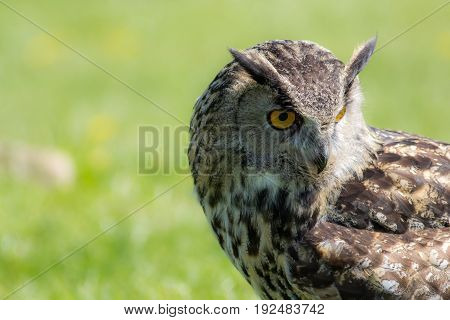 Eagle owl (Bubo bubo) bird of prey looking demure to the ground. Thoughtful owl wildlife image. Close up of face with copy space.