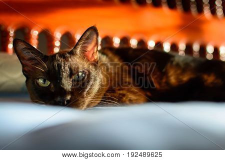 Close Up Animal Brown Cat Sleeping In Bed And Light Bokeh Background