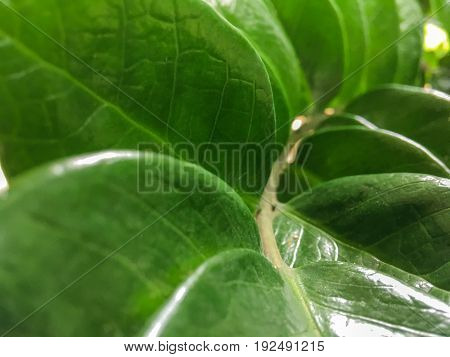 Closeup Leaves Green  and branch of  tree background