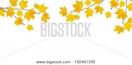 Autumn maple branches with yellow leaves isolated on whitel background. Flat lay. Top view.