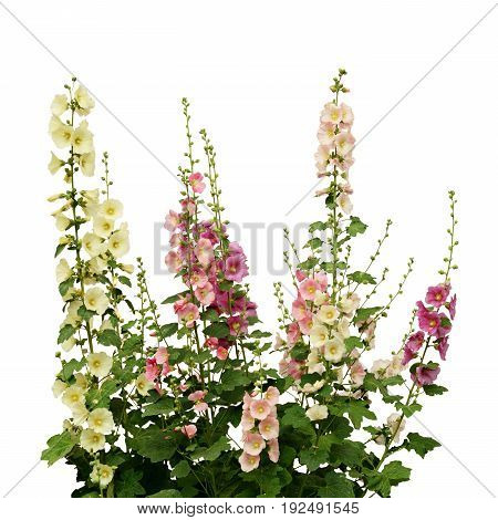 Fresh pink and white mallow flowers isolated on white