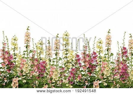 Fresh pink and white mallow flowers border isolated on white