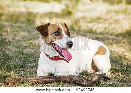 Jack Russell Terrier dog lying with a wooden stick on the grass