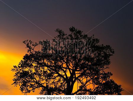 Sunset and silhouette of trees in twilight