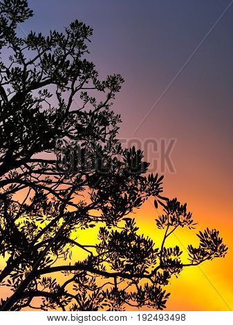 Colorful sky with silhouette of trees in twilight time