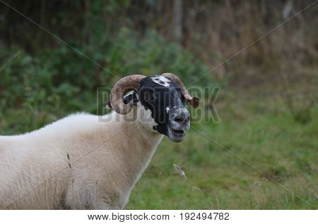 Cativating horned sheep in a remote location