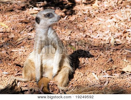 Meercat, сидя на его хвост